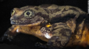  Rare Frog May Have a Match to Save It’s Species