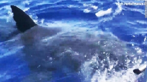 Legendary great white shark spotted off Hawaii coast