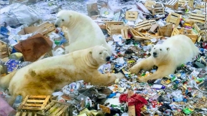 Polar bears invade Russian town