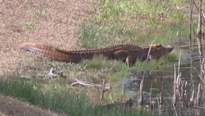 These orange alligators are raising eyebrows in South Carolina