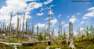 18 million trees died in California in 2018