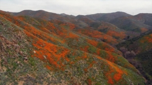 A flower super bloom erupts in Southern California