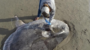 Massive, strange fish found on California beach