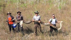 Scientists just captured a record 17-foot-long python in Florida