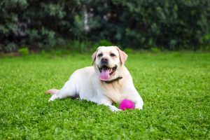 A cardiac nurse couldn’t afford a pacemaker for her dog, so she started a program to donate used ones to pets.