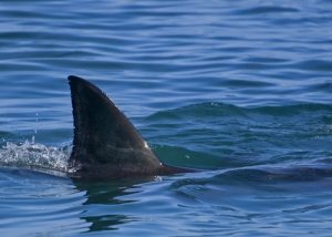 Giant Sharks Are Returning To California