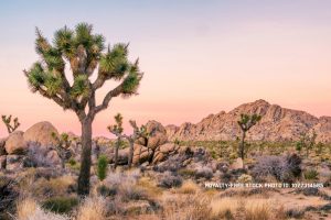 One of the suspects accused of killing a man and dumping his body near Joshua Tree is facing a judge today.