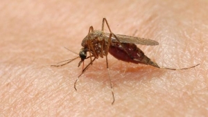 Mosquito-borne virus victim went brain-dead in 9 days