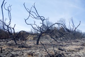 A brush fire in the Angeles National Forest is forcing the closure of some popular hiking spots.