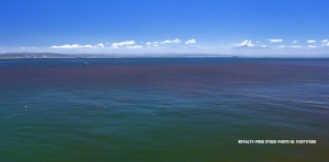 Red Tide Hits Manhattan Beach