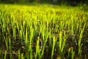 More than a dozen middle school students in Lawndale are being treated for nausea and other symptoms that could be linked to fertilizer.