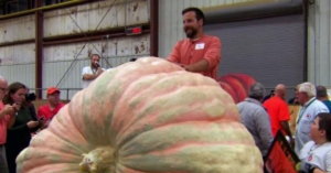 Giant pumpkin breaks record and earns grower $8,000