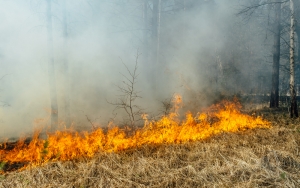 Fire Crews Making Quick Work Of Small Brush Fire