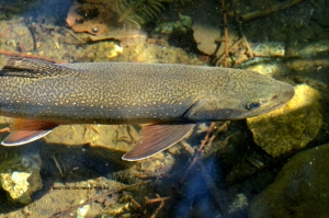 ‘Fish vampires’ attaching to trout in the Great Lakes