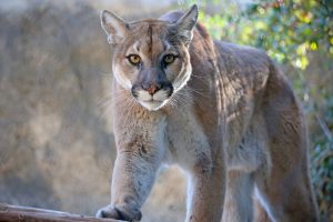 There’s another mountain lion roaming in yet another neighborhood.