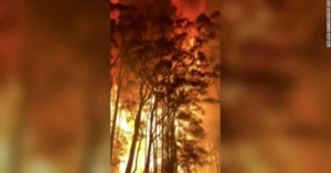 Bushfire turns treetops into towering inferno