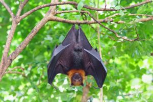 Bats Hold Key To Healthy Aging, One Scientist “Firmly Believes” –But Do We Really Want To Hear About More Bat Research???