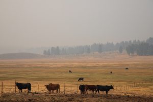 Study: Premature Birth Chances Increased By Wildfire Smoke Exposure