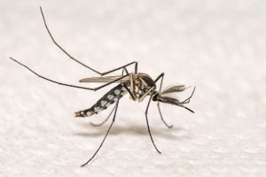 ‘Ankle Biter’ Mosquitoes Detected In Every City In Orange County