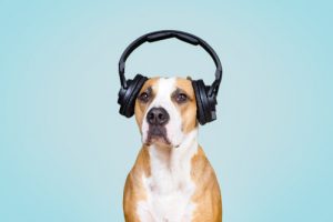 U.C. Davis Study Finds Dogs Get Stressed From Household Sounds