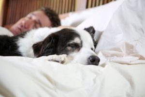 Benefits For Pets Who Sleep With Owner