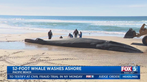 52-Foot Whale Washes Up On San Diego Beach